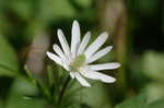 Thimbleweed